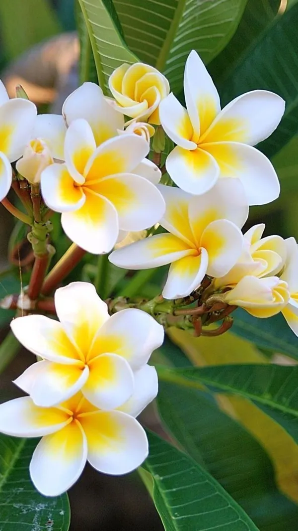 Plumeria_Flower_Plant