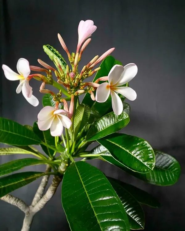 Plumeria_Flower_Plant