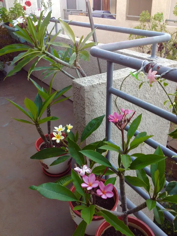 Plumeria_Flower_Plant