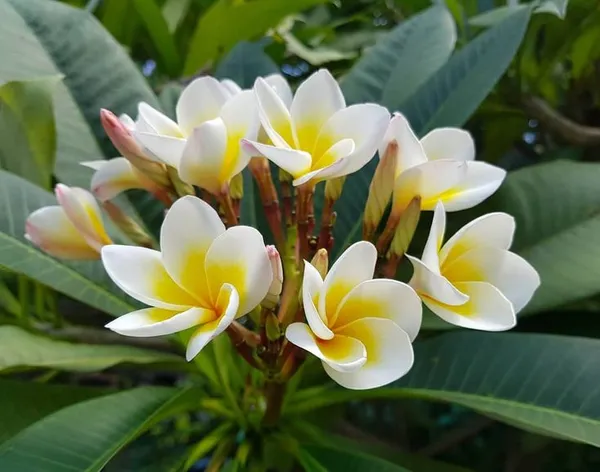 Plumeria_Flower_Plant