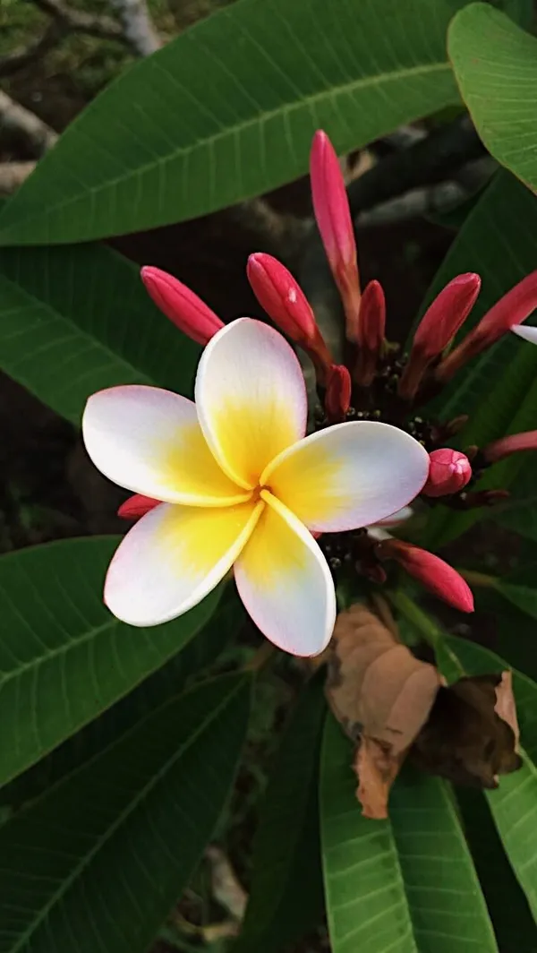 Plumeria_Flower_Plant
