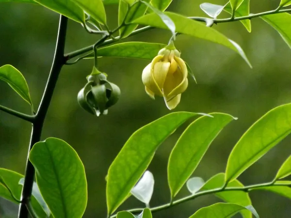Kathalia_Champa_Flower_(Ylang_Ylang_Vine,_Tail_Grape)_Plant