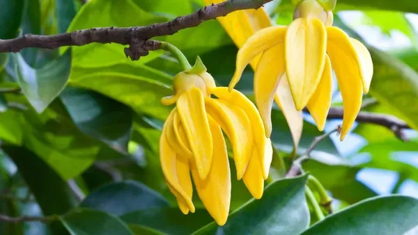 Kathalia_Champa_Flower_(Ylang_Ylang_Vine,_Tail_Grape)_Plant