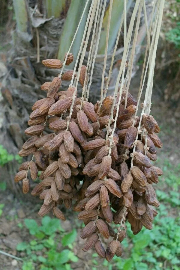 Arabian_Anbara_Date_Plant-_Tissue_Cultured_|_Dwarf_Variety