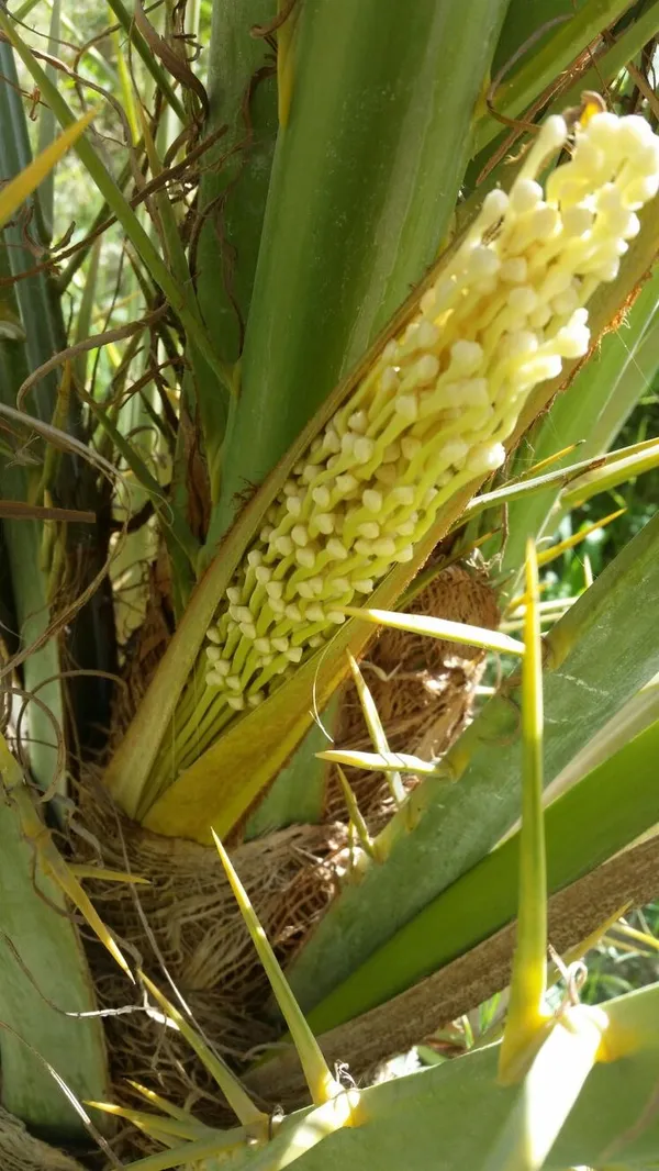 Arabian_Anbara_Date_Plant-_Tissue_Cultured_|_Dwarf_Variety