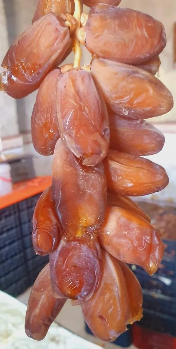 Arabian_Anbara_Date_Plant-_Tissue_Cultured_|_Dwarf_Variety