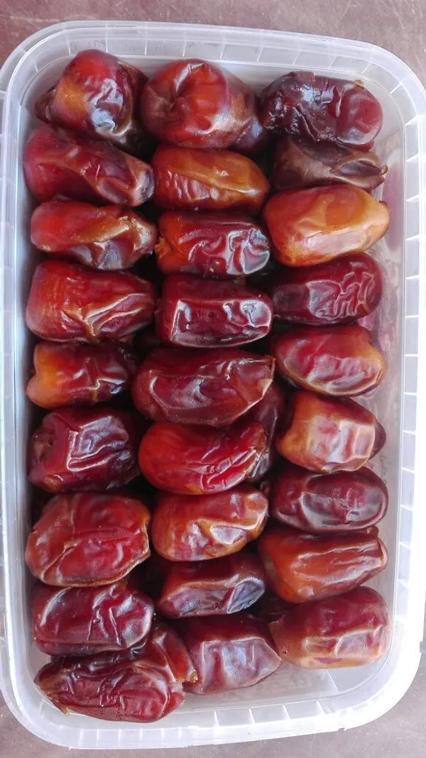 Arabian_Anbara_Date_Plant-_Tissue_Cultured_|_Dwarf_Variety