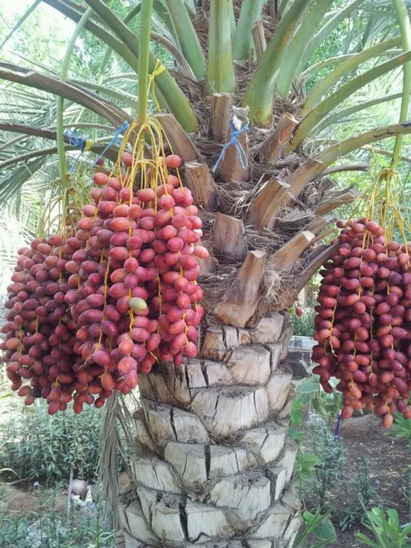 Arabian_Anbara_Date_Plant-_Tissue_Cultured_|_Dwarf_Variety