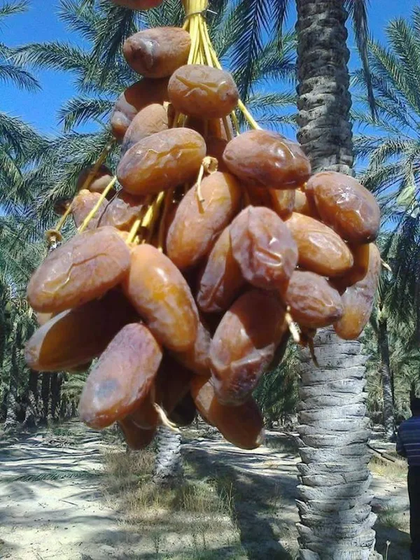 Arabian_Anbara_Date_Plant-_Tissue_Cultured_|_Dwarf_Variety