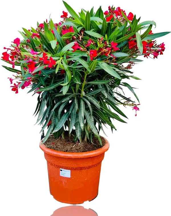 Red_Oleander_Flower_Plant