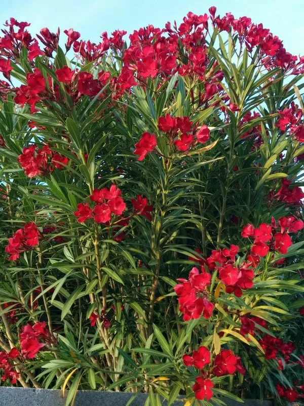 Red_Oleander_Flower_Plant