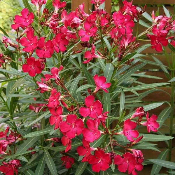 Oleander_Flower_Plaant