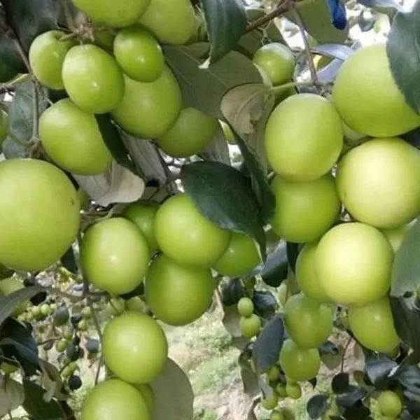 Kashmiri_Ber_Apple_Plant