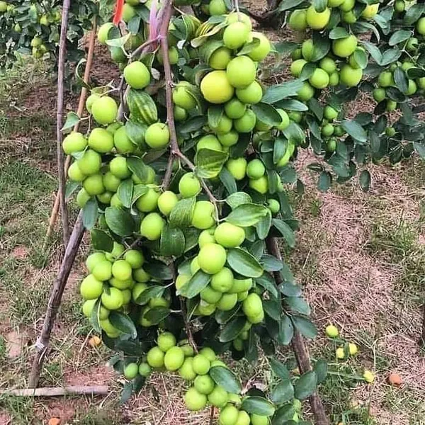 Kashmiri_Ber_Apple_Plant
