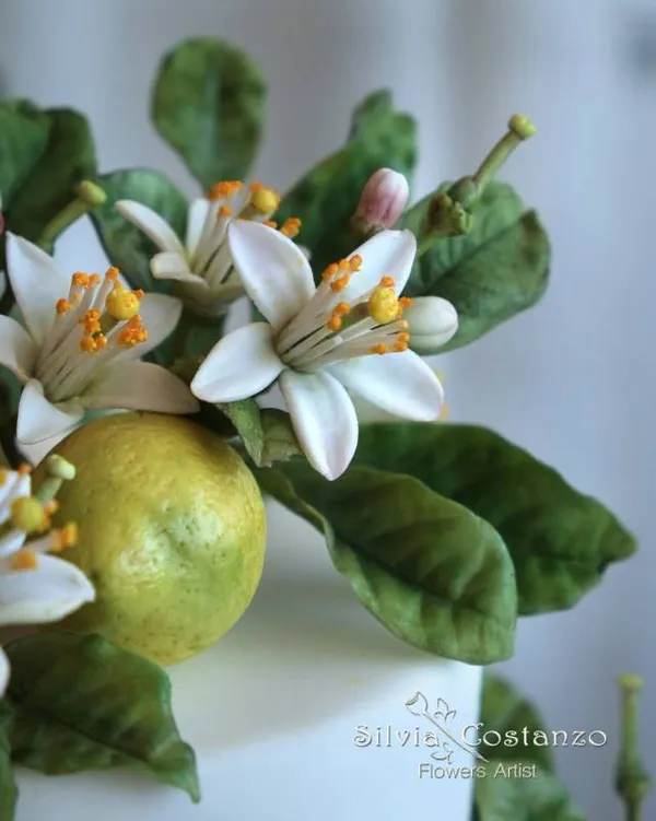 Seed_Less_Lemon_Dwarf_Plant_Original_Hybrid_In_A_Plastic_Grow_Bag