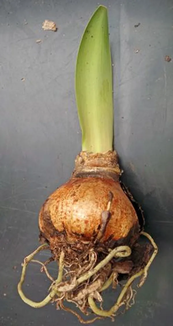 Pack_Of_2_Amaryllis_Lily_Flower_Bulbs_For_Home_Gardening