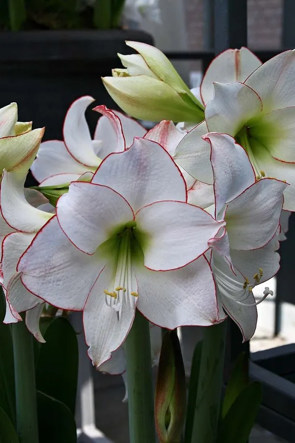 Pack_Of_2_Amaryllis_Lily_Flower_Bulbs_For_Home_Gardening