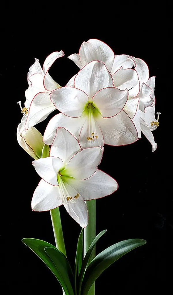 Pack_Of_2_Amaryllis_Lily_Flower_Bulbs_For_Home_Gardening