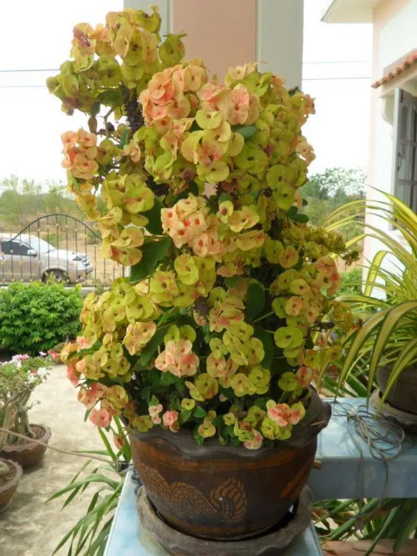 Euphorbia_Milli