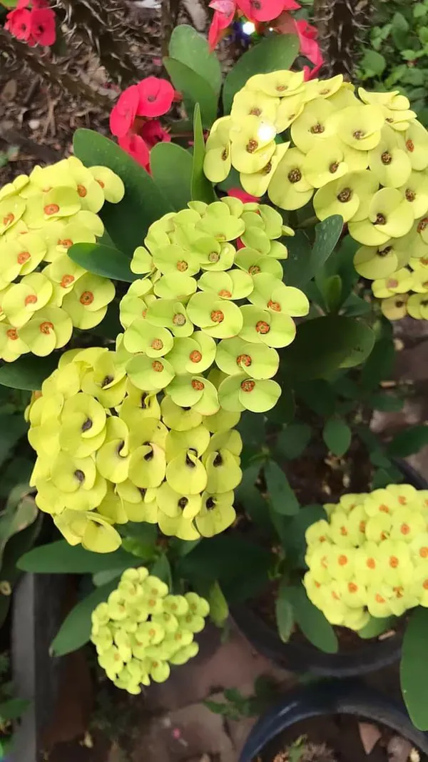 Euphorbia_Milli