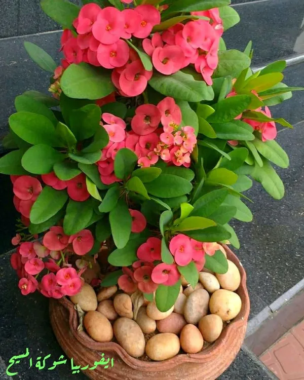 Euphorbia_Cactus_Flower