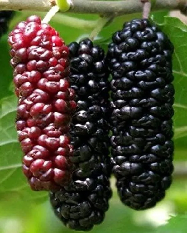 Pakistani_Mulberry_Fruit_Plant