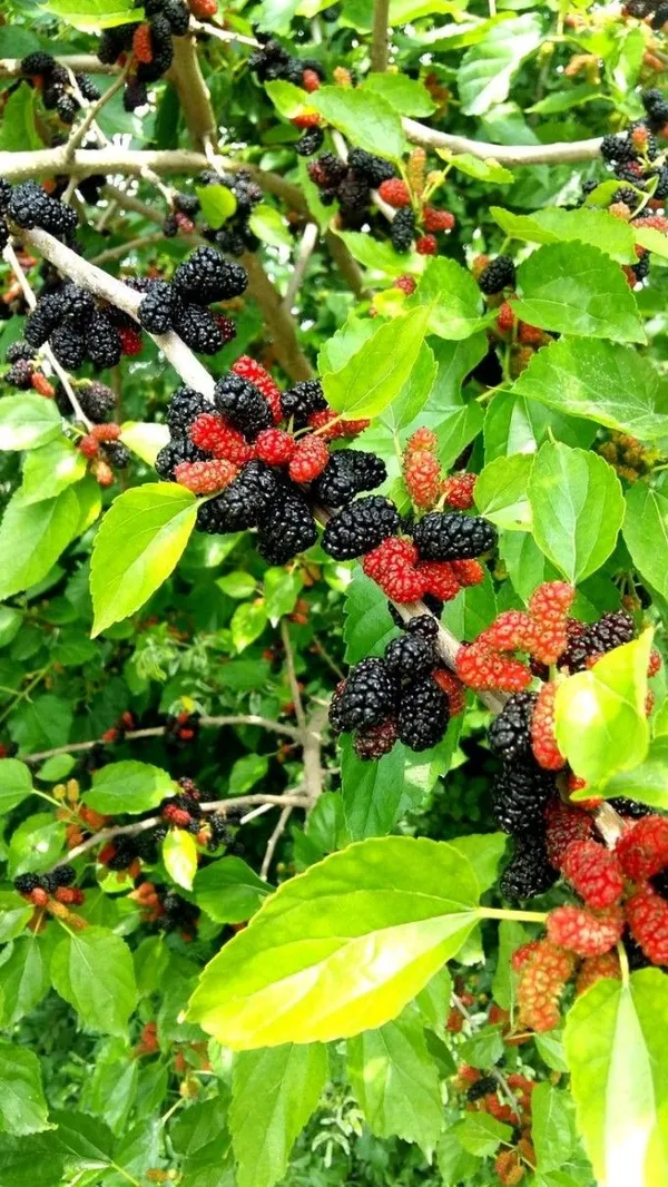 Pakistani_Mulberry_Fruit_Plant