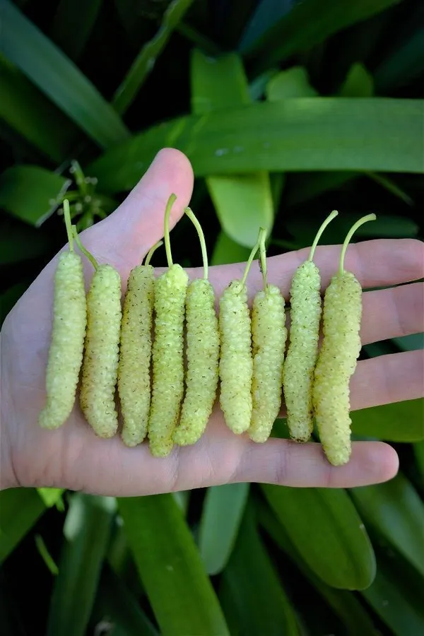 Pakistani_Mulberry_Fruit_Plant