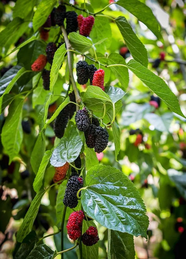 Pakistani_Mulberry_Fruit_Plant