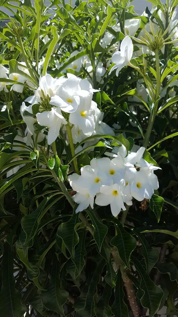 Plumeria_Pudic