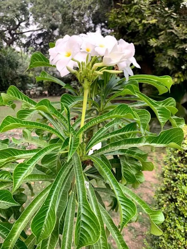 Plumeria_Pudic