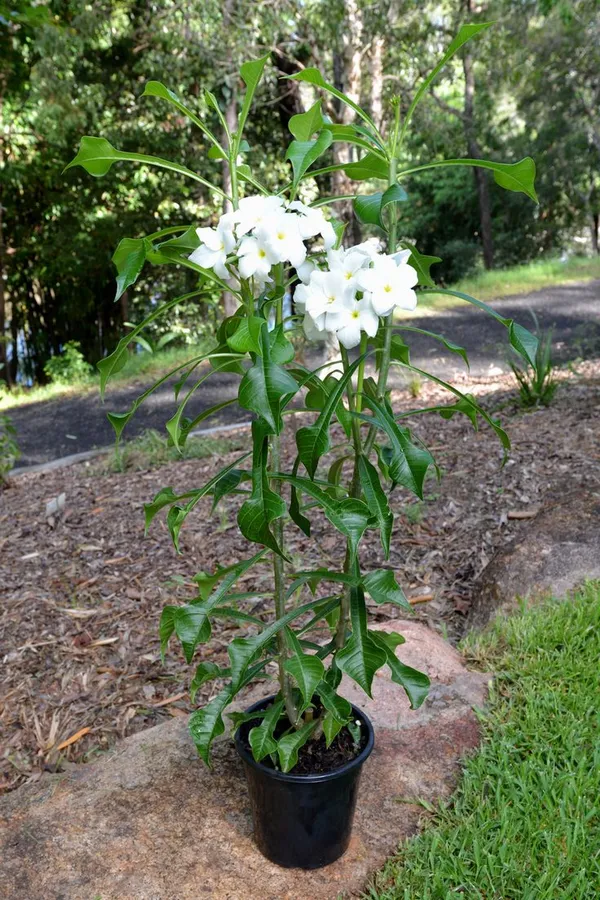 Plumeria_Pudic
