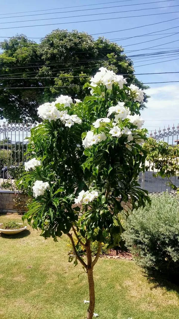 Plumeria_Pudic