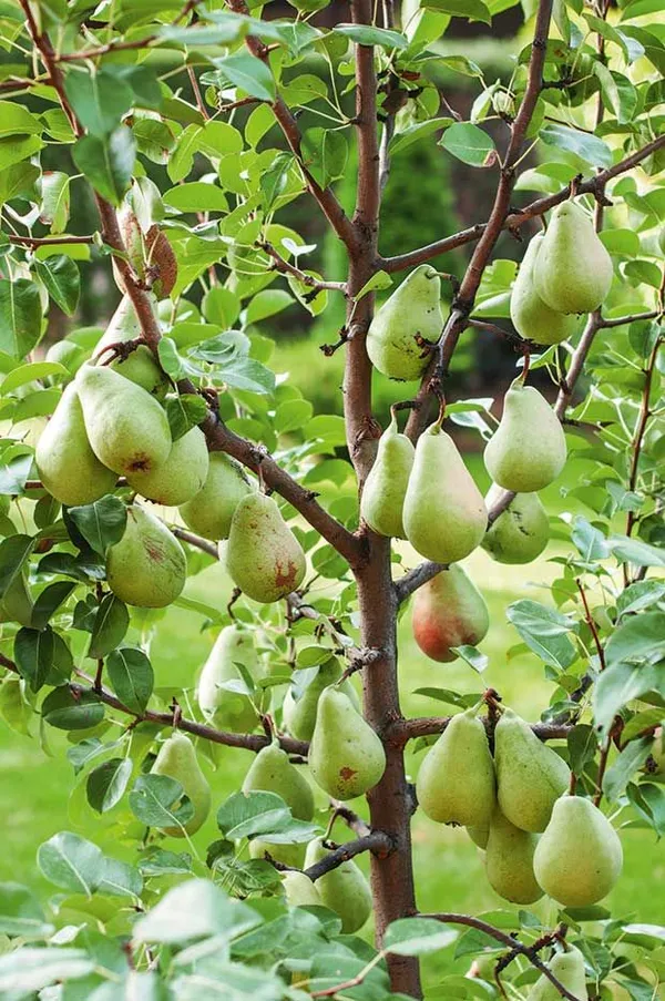 Pear_Fruit_Plant