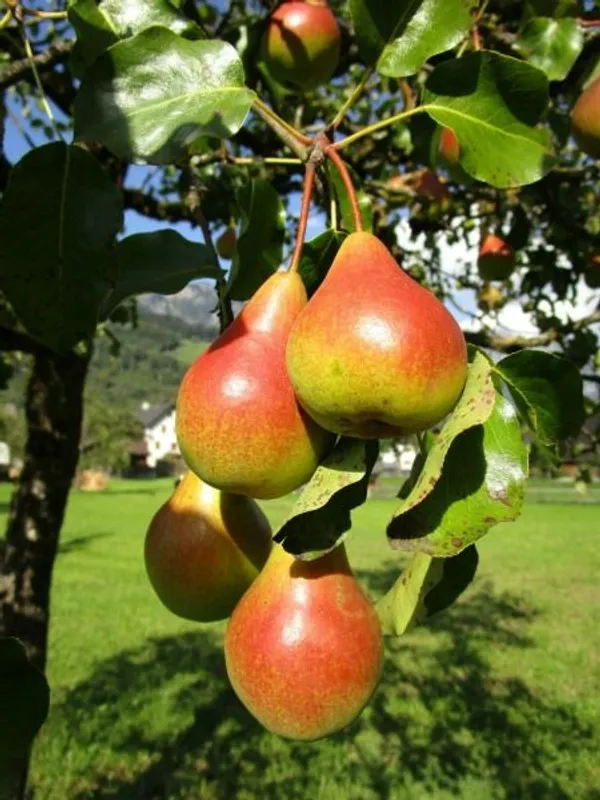 Pear_Fruit_Plant