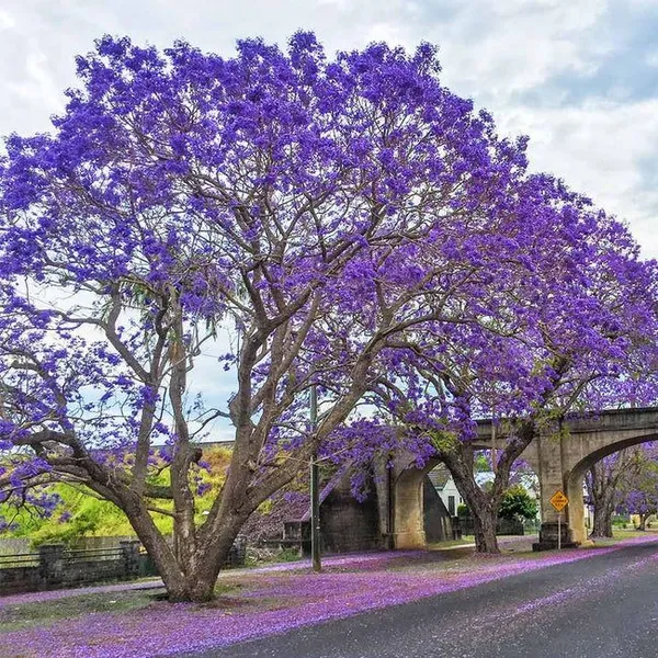 Jacaranda_Mimosifolia_Tree__Farming_&_Gardening