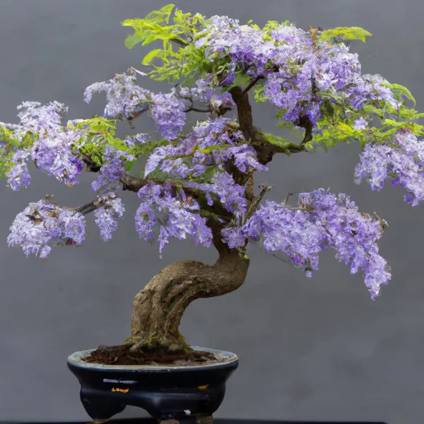 Jacaranda_Mimosifolia_Tree__Farming_&_Gardening