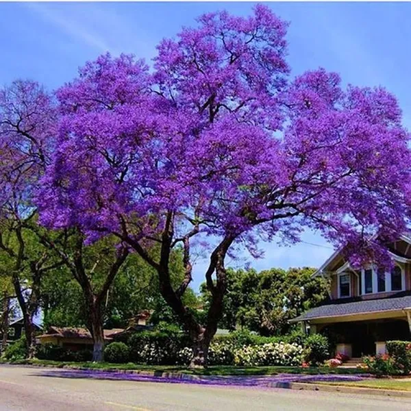 Jacaranda_Mimosifolia_Tree__Farming_&_Gardening