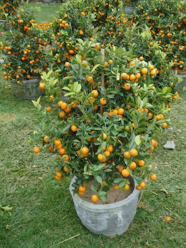 Chinese_Orange_Fruit_Plant_&_Tree_For_Sweet_Home_Garden_Super_Juice_Chin