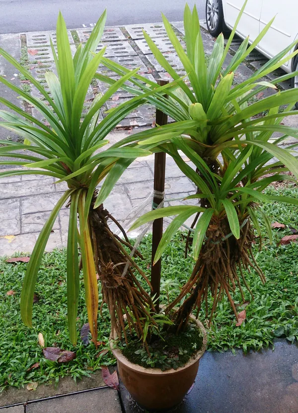 Pandanus_Leaf