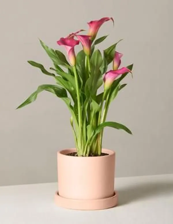 Peace_Lily_Plant