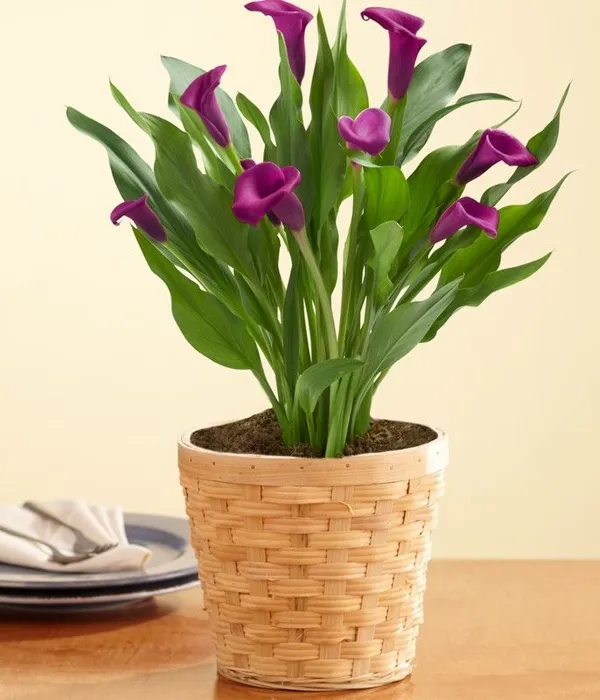 Peace_Lily_Plant