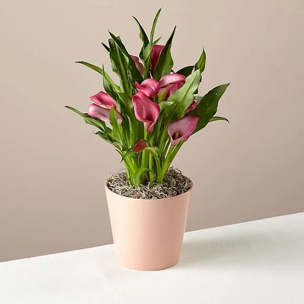 Peace_Lily_Plant