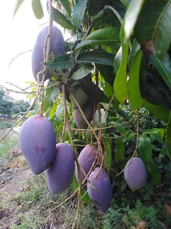 Purple_Mango_Nam_Dok_Mai_Si_Muang_Grafted_ree_Mangifera_Indica_Best_Variety_Indica_Aam_Amba_Original
