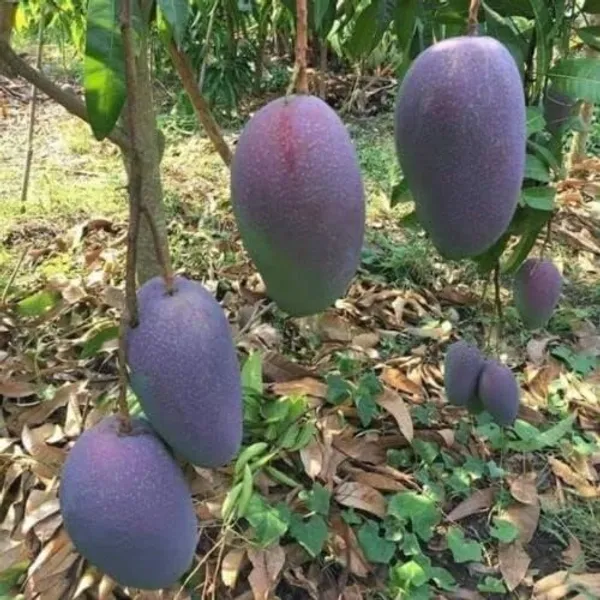Purple_Mango_Nam_Dok_Mai_Si_Muang_Grafted_ree_Mangifera_Indica_Best_Variety_Indica_Aam_Amba_Original