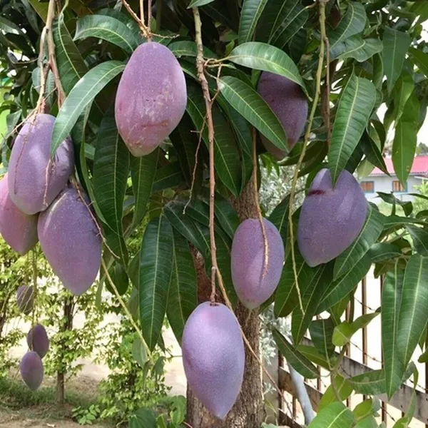 Purple_Mango_Nam_Dok_Mai_Si_Muang_Grafted_ree_Mangifera_Indica_Best_Variety_Indica_Aam_Amba_Original