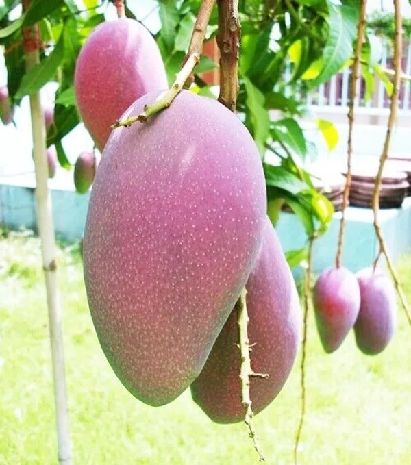 Purple_Mango_Nam_Dok_Mai_Si_Muang_Grafted_ree_Mangifera_Indica_Best_Variety_Indica_Aam_Amba_Original