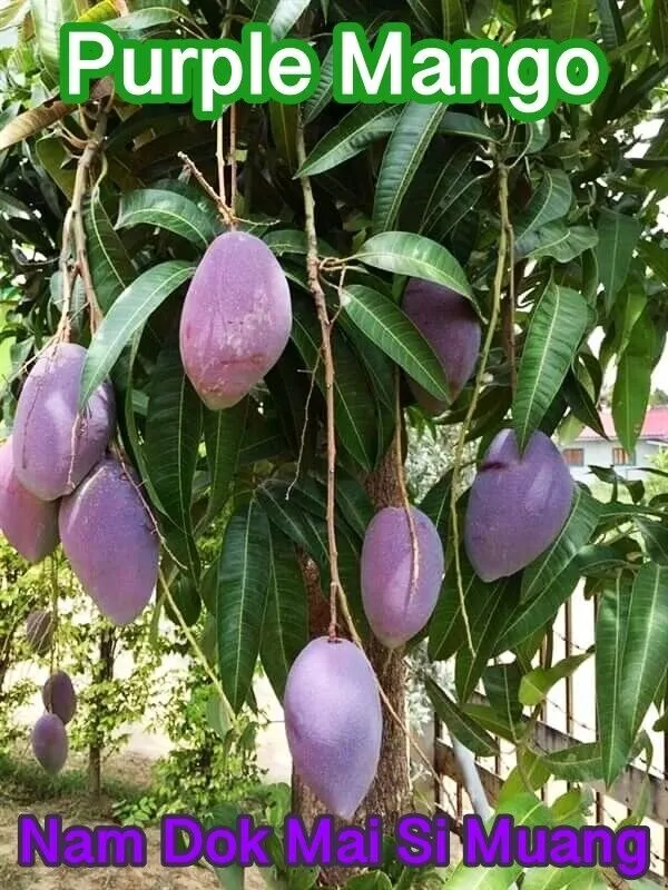 Purple_Mango_Nam_Dok_Mai_Si_Muang_Grafted_ree_Mangifera_Indica_Best_Variety_Indica_Aam_Amba_Original