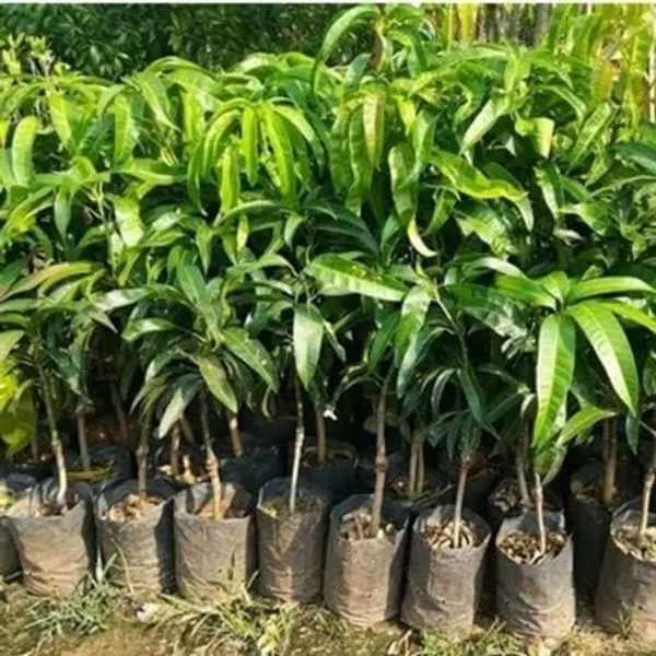 Purple_Mango_Nam_Dok_Mai_Si_Muang_Grafted_ree_Mangifera_Indica_Best_Variety_Indica_Aam_Amba_Original