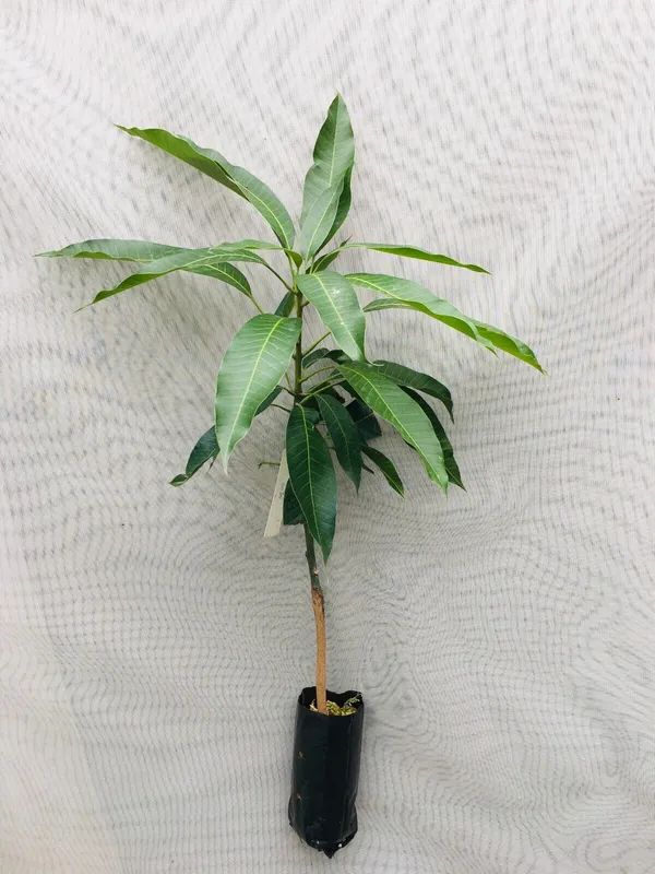 Purple_Mango_Nam_Dok_Mai_Si_Muang_Grafted_ree_Mangifera_Indica_Best_Variety_Indica_Aam_Amba_Original